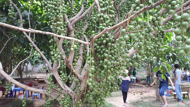 Vườn Dâu Tân Thuận Cao Lãnh