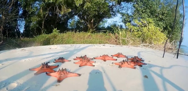 Big starfish at Rach Vem fishing Village