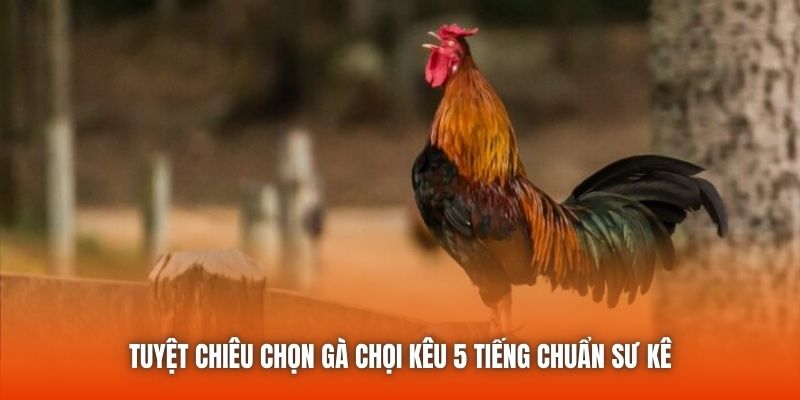 Gà Chọi Gáy 5 Tiếng - Bí Quyết Chọn Chiến Kê Chuẩn Xác