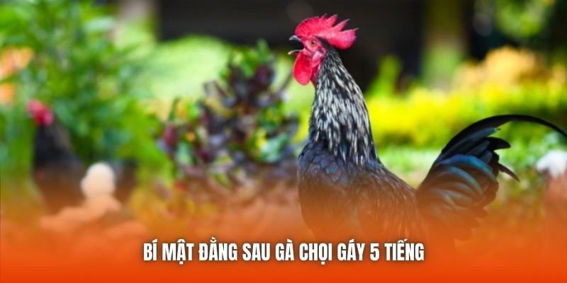 Gà Chọi Gáy 5 Tiếng - Bí Quyết Chọn Chiến Kê Chuẩn Xác