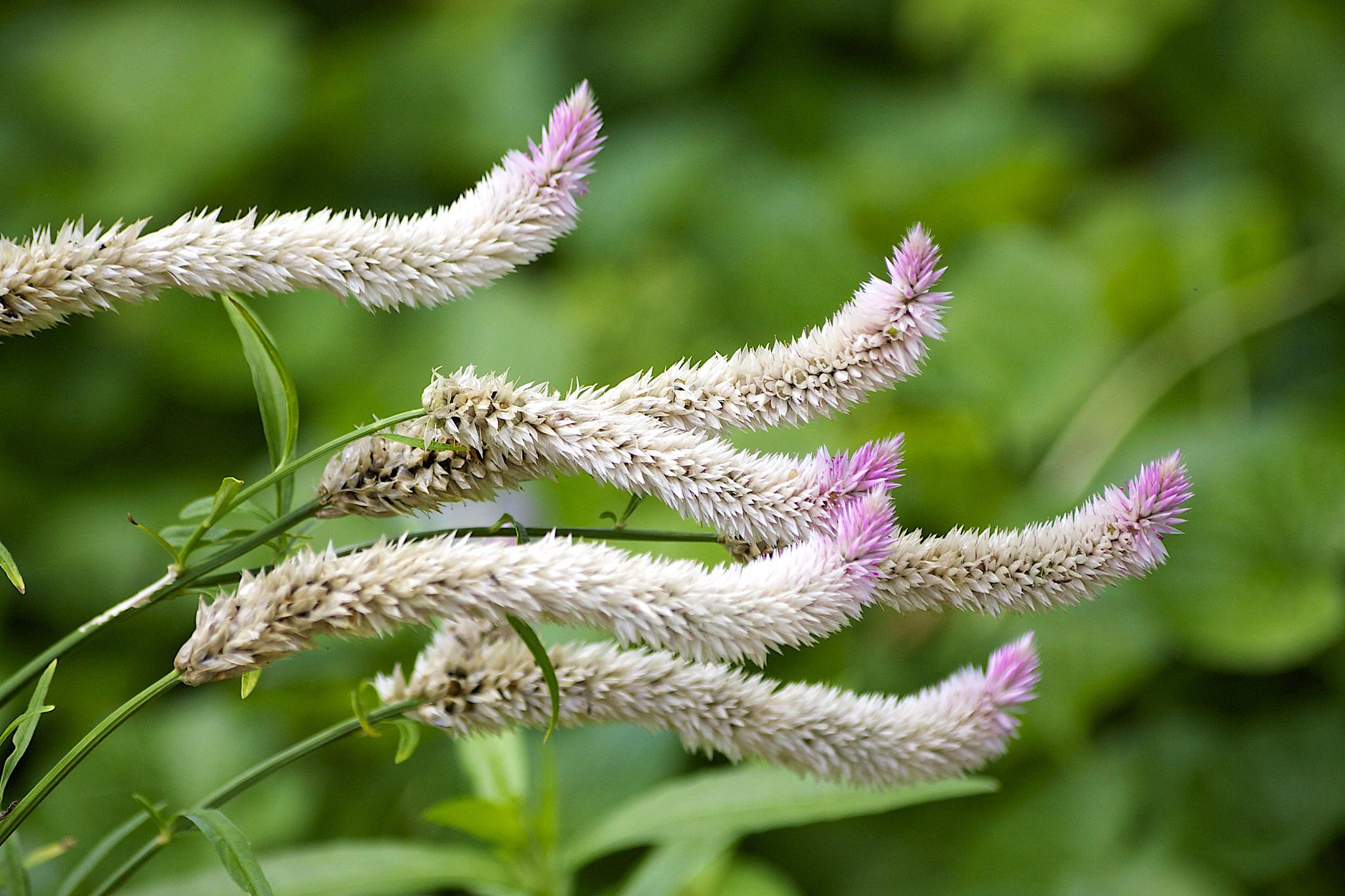 Hoa mào gà trắng