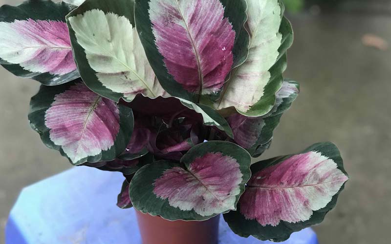 Ý nghĩa phong thủy, cách trồng và công dụng lọc không khí của cây đuôi công