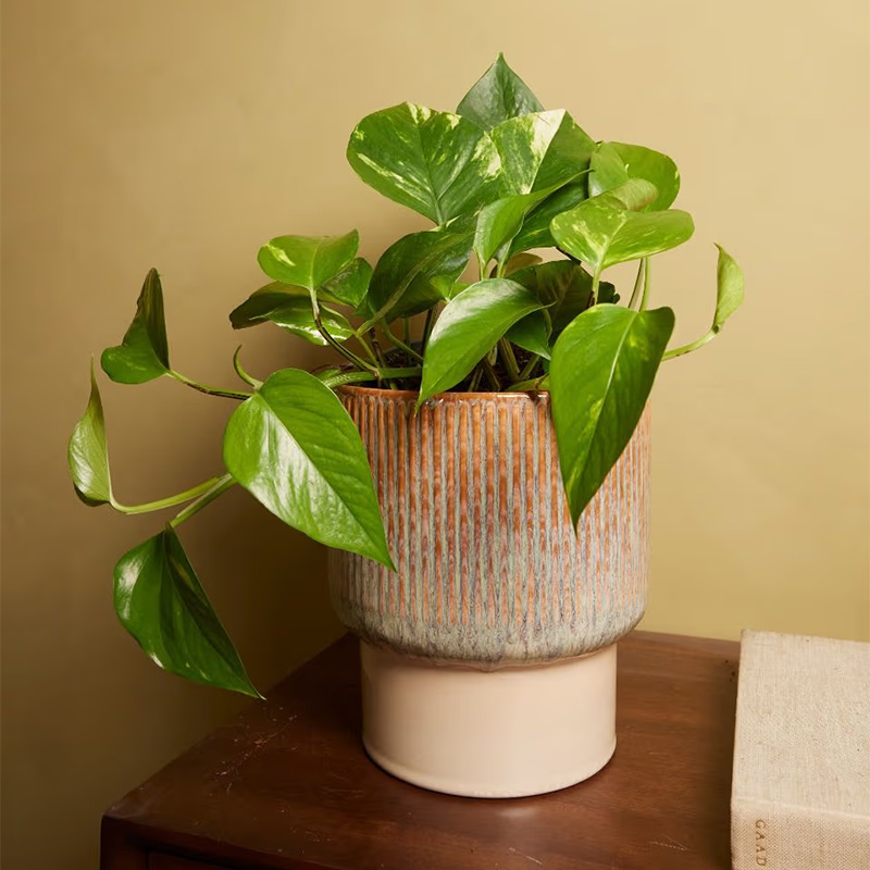 Cây Trầu Bà: Ý nghĩa phong thủy và bí quyết chăm sóc đúng cách