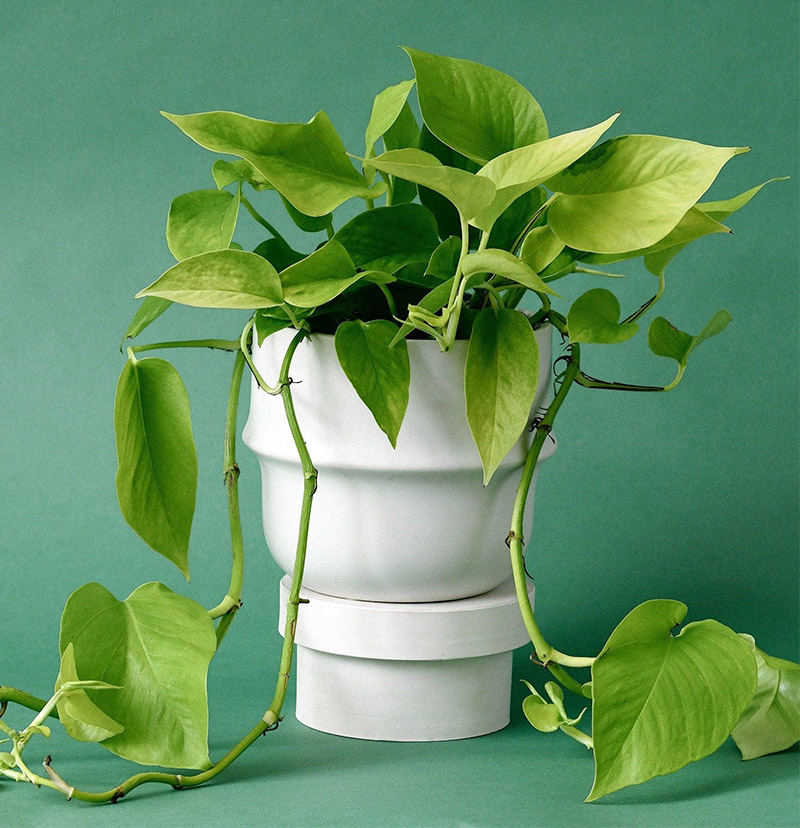 Cây Trầu Bà: Ý nghĩa phong thủy và bí quyết chăm sóc đúng cách