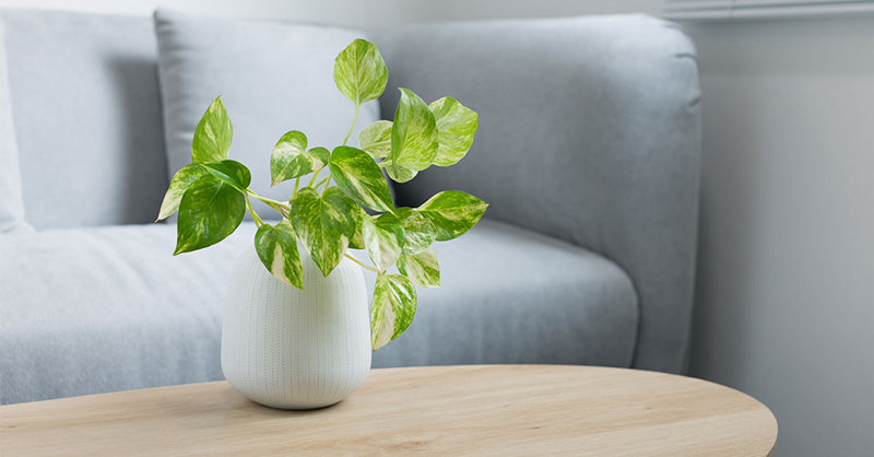 Cây Trầu Bà: Ý nghĩa phong thủy và bí quyết chăm sóc đúng cách